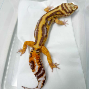 B251293 Tangerine Tremper Bold Stripe gecko jantan