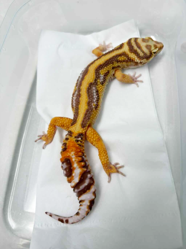 B251293 Tangerine Tremper Bold Stripe gecko jantan