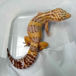 B251295 Phantom leopard gecko female