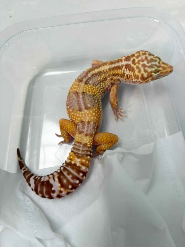 B251295 Phantom leopard gecko female