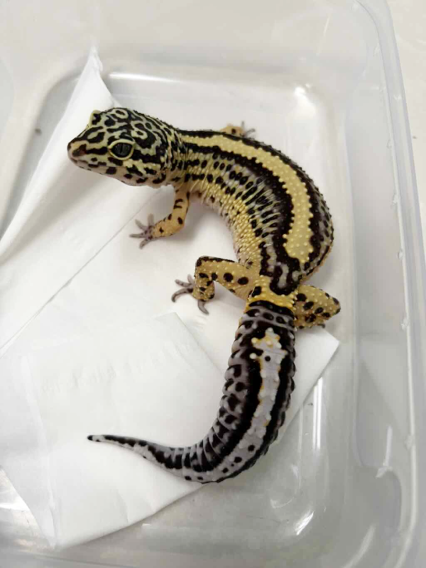B251327 Bold Stripe ph Tremper betina ovulasi