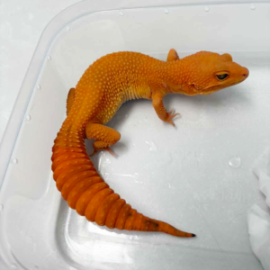 B251477 Gecko Sunglow Tomato betina