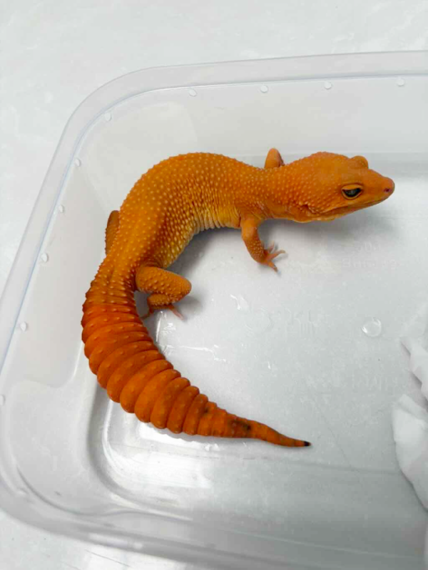 B251477 Gecko Sunglow Tomato betina