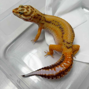 B251479 Tangerine Tremper Bold Stripe B251479 Tangerine Tremper Bold Stripe