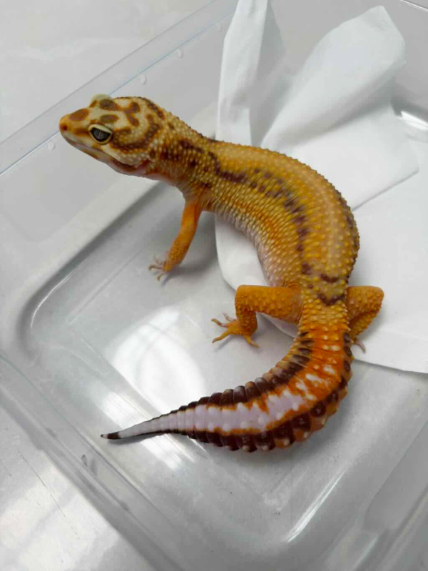 B251479 Tangerine Tremper Bold Stripe