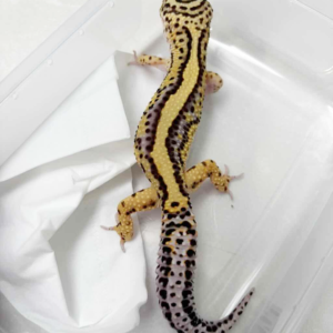 B251881 Bold Stripe ph Tremper jantan B251881 Bold Stripe ph Tremper jantan