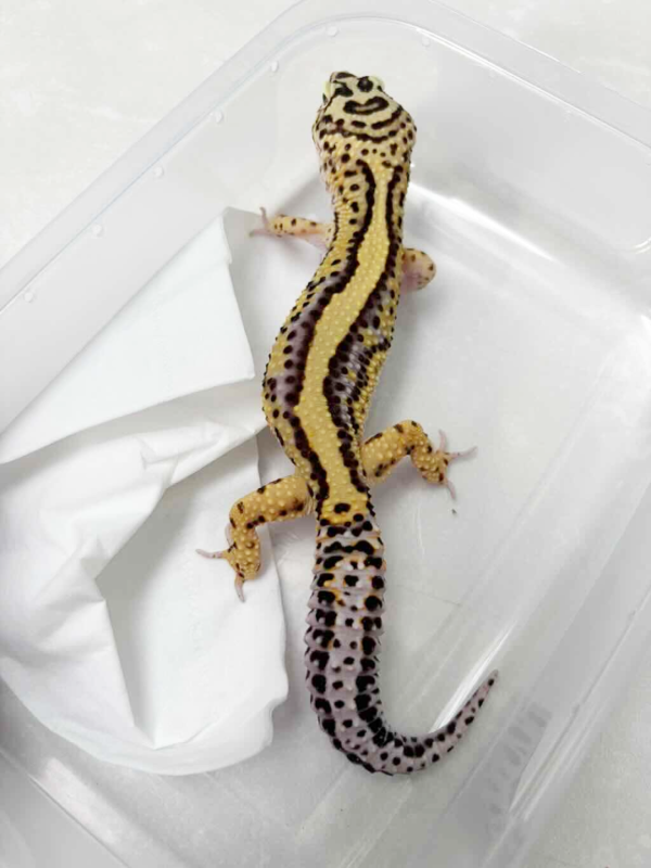 B251881 Bold Stripe ph Tremper jantan
