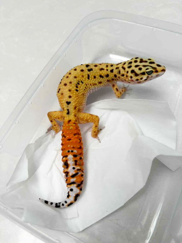 B252043 Giant Patty Stripe CT betina