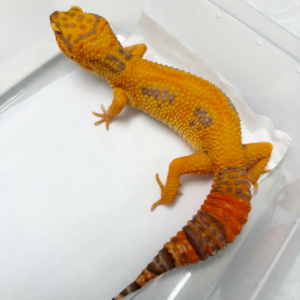 B260194 Gecko Tremper Lavender Stripe betina