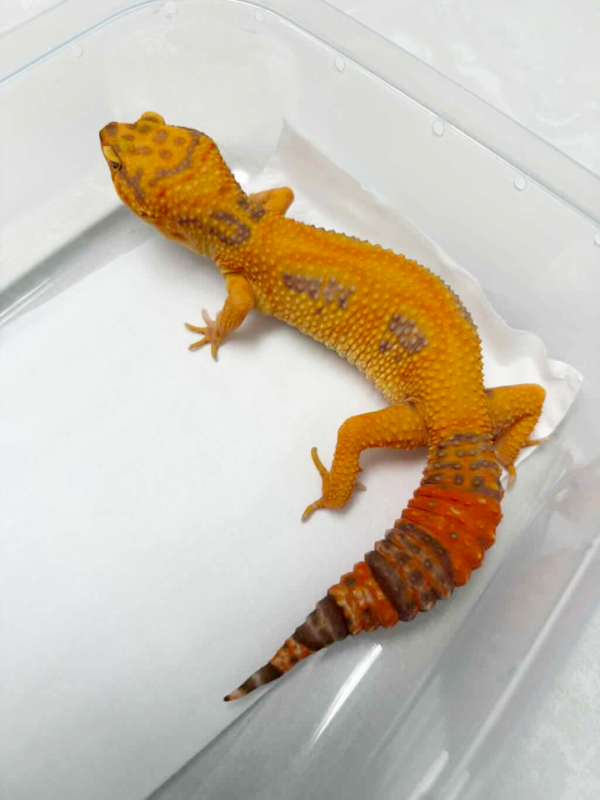 B260194 Gecko Tremper Lavender Stripe betina