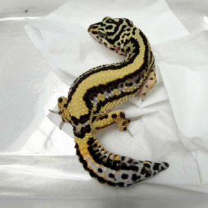 B260543 Gecko Bold Stripe het Tremper betina