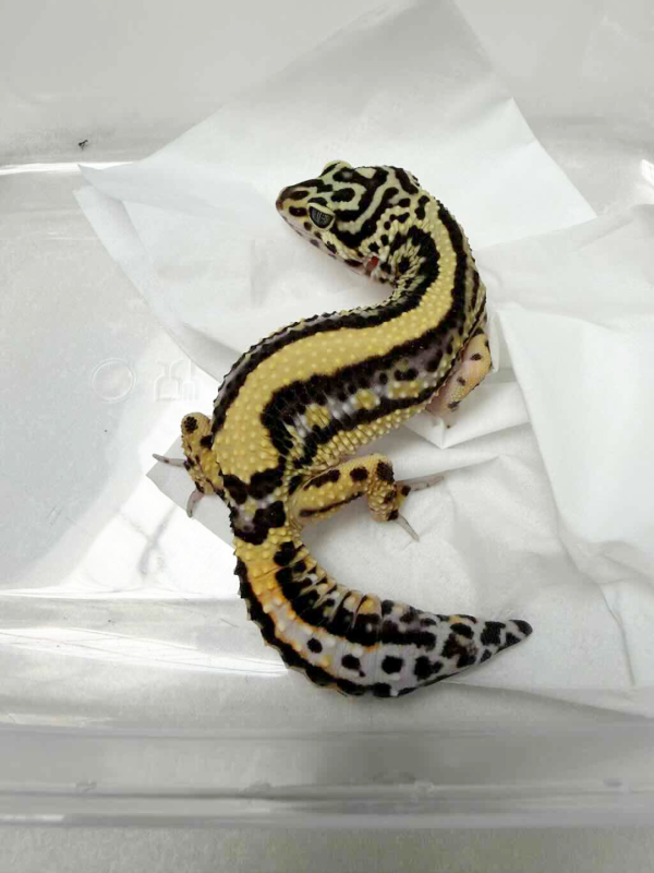 B260543 Gecko Bold Stripe het Tremper betina