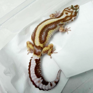 B260700 Gecko Phantom Bold Stripe betina