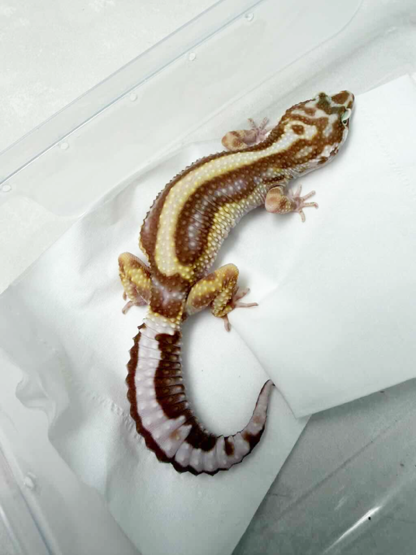 B260700 Gecko Phantom Bold Stripe betina