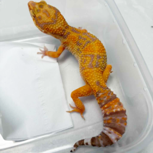 B260901 Tremper Lavender betina
