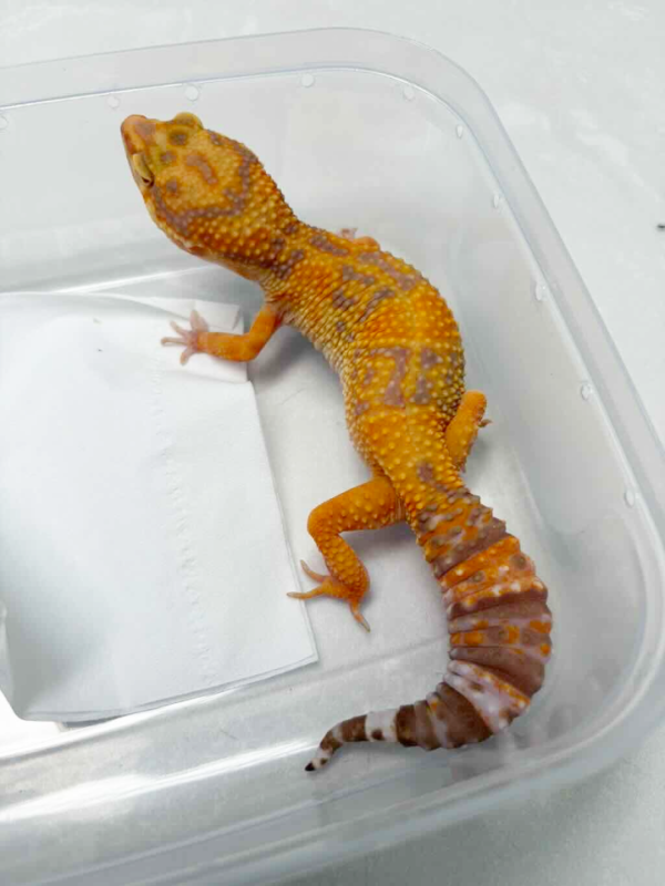 B260901 Tremper Lavender betina