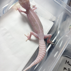 B261125 Gecko Super Pied Tremper Albino