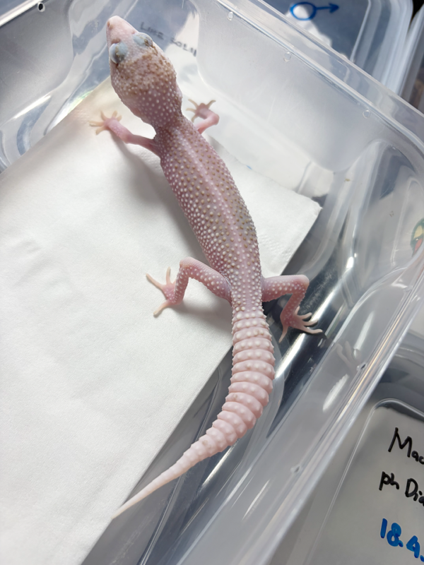 B261125 Gecko Super Pied Tremper Albino