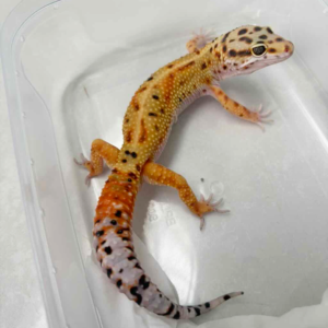 B261224 Gecko Emerine het Tremper jantan B261224 Gecko Emerine het Tremper jantan