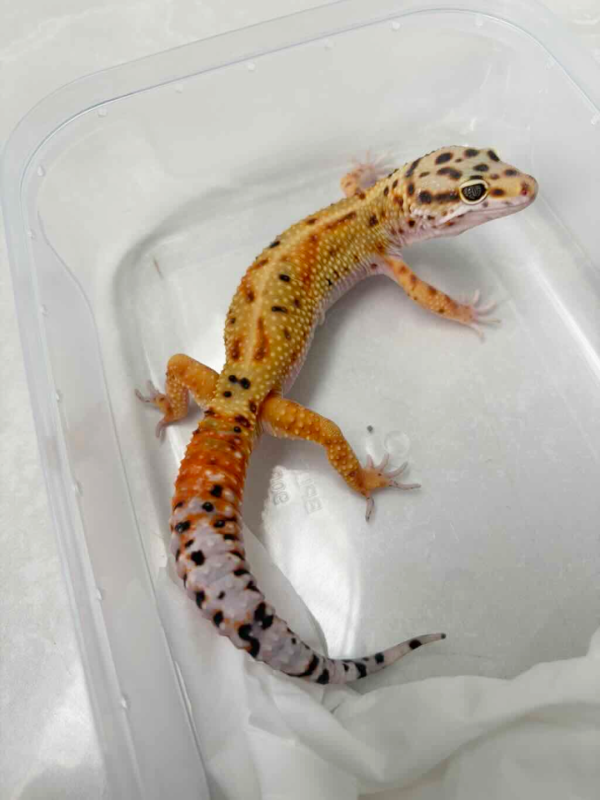 B261224 Gecko Emerine het Tremper jantan