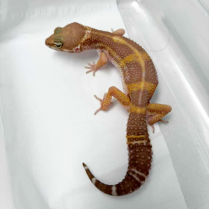 B261258 Chocolate Leopard Gecko female