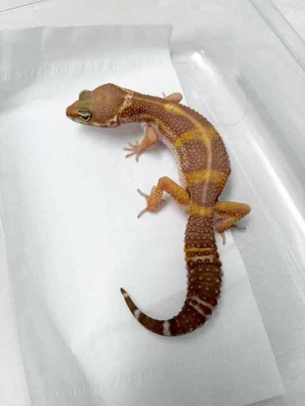 B261258 Chocolate Leopard Gecko female