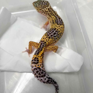 B261260 Gecko Black Night Eclipse betina