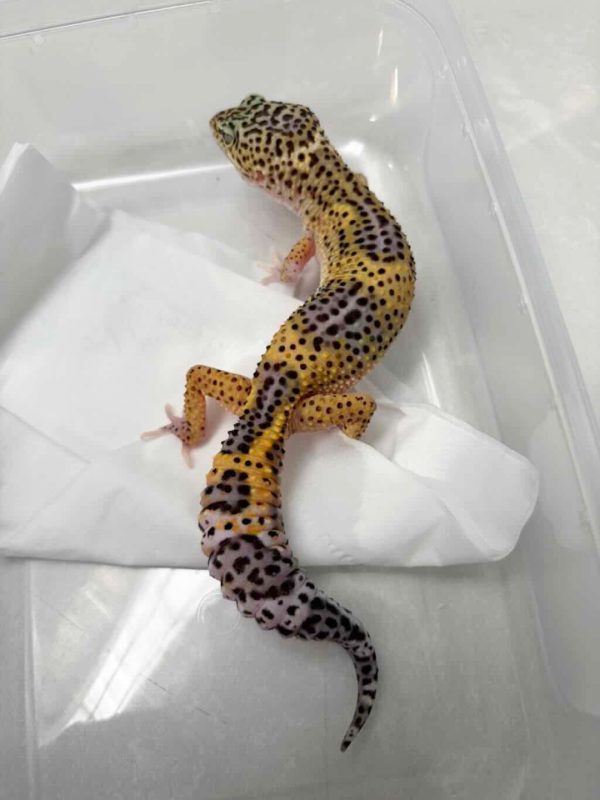 B261260 Gecko Black Night Eclipse betina