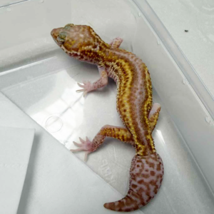 B261262 Ulet Bambu Albino Black Night Cross
