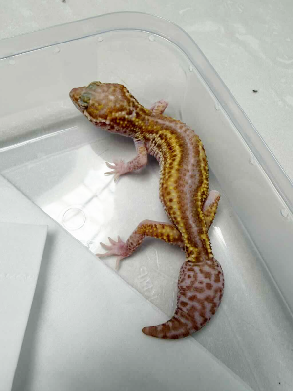 B261262 Ulet Bambu Albino Black Night Cross