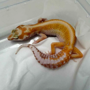 B261264 Tremper Red Stripe OVULASI B261264 Tremper Red Stripe OVULASI