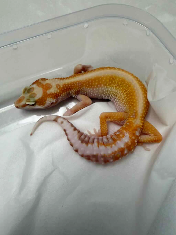 B261264 Tremper Red Stripe OVULASI