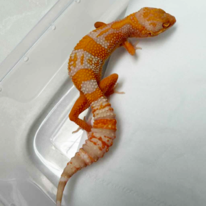 B261287 Gecko Bell Lavender betina