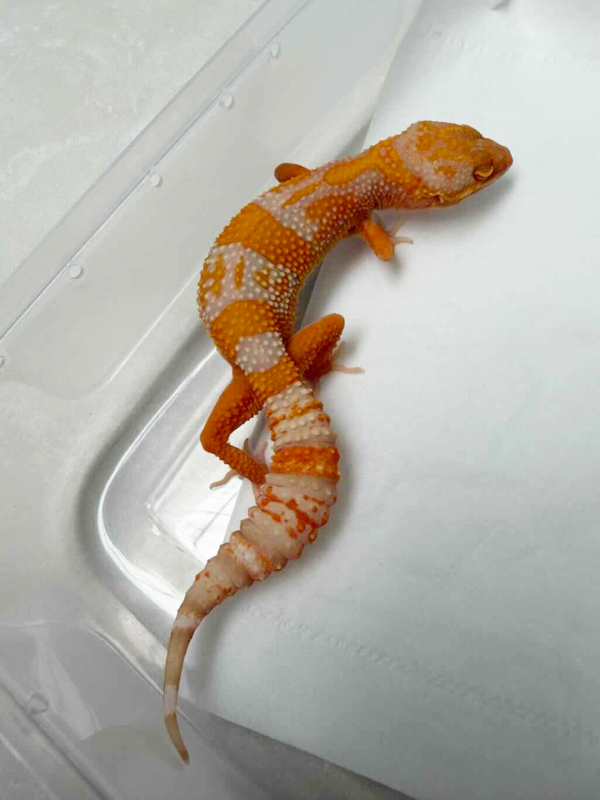 B261287 Gecko Bell Lavender betina