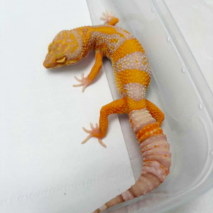 B261354 Gecko Bell Lavender betina