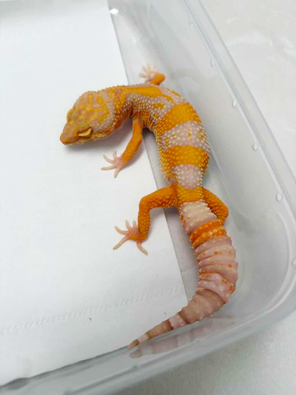 B261354 Gecko Bell Lavender betina