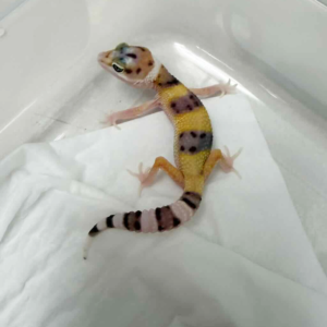 B261387 White & Yellow ph RAPTOR incub jantan B261387 White & Yellow ph RAPTOR incub jantan