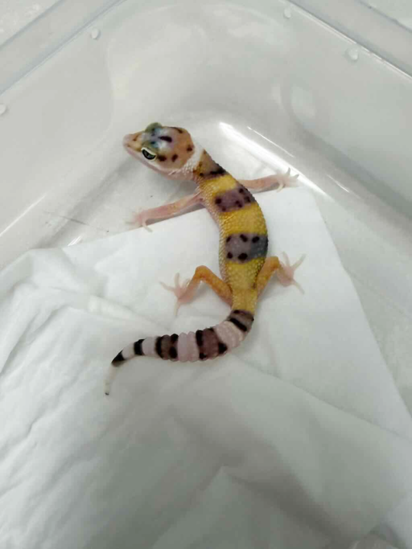 B261387 White & Yellow ph RAPTOR incub jantan