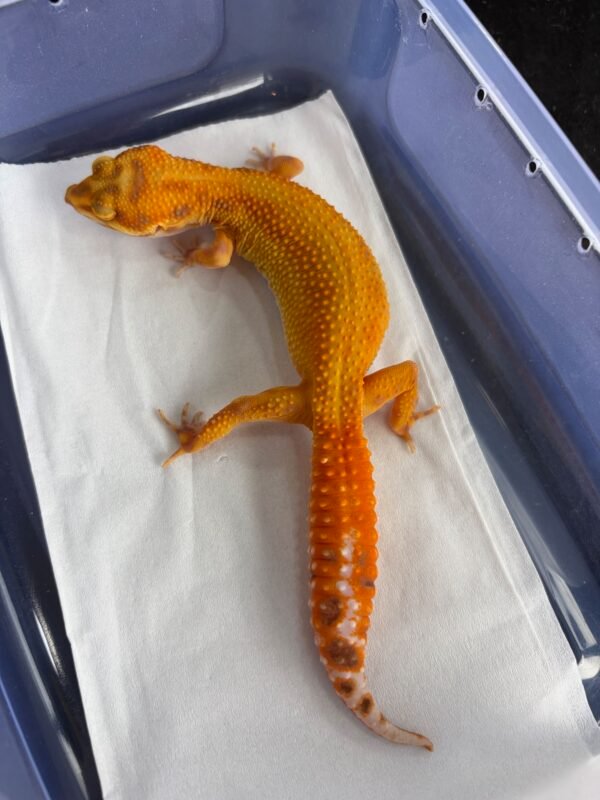 APTOR CT ph RAPTOR - Betina - B261233