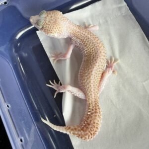 IMG_5639 Panda Albino ph Murphy's Patternless - Betina - B260171 - RARE - MINUS