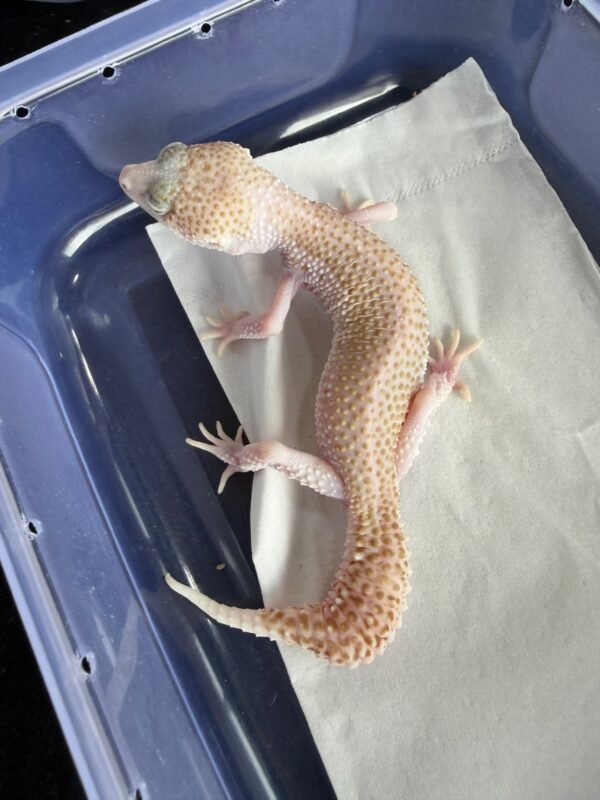 Panda Albino ph Murphy's Patternless - Betina - B260171 - RARE - MINUS