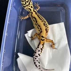 IMG_5641 Tangerine Bold Stripe ph Tremper - Betina - B250774 - OVULASI