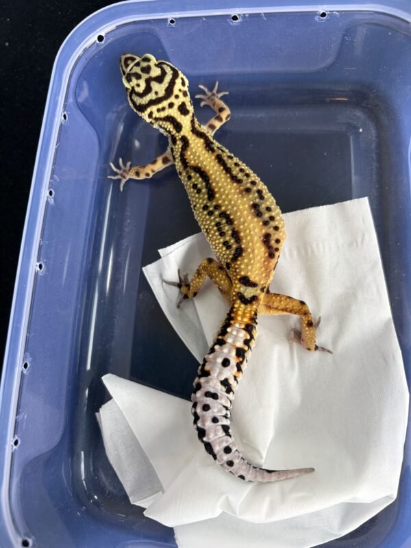 Tangerine Bold Stripe ph Tremper - Betina - B250774 - OVULASI