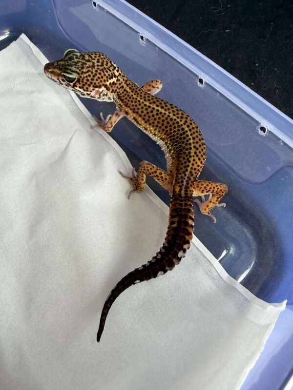 Tangerine Black Night ph Bell Albino - Betina - B261271