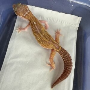 IMG_5649 Snow Chocolate het RAPTOR - Betina - B261276 - MINUS
