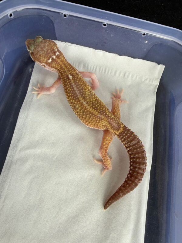 Snow Chocolate het RAPTOR - Betina - B261276 - MINUS