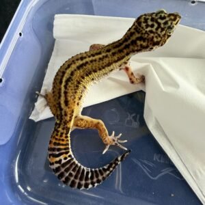 IMG_5653 Tangerine Black Night het Tremper - Betina - B261231