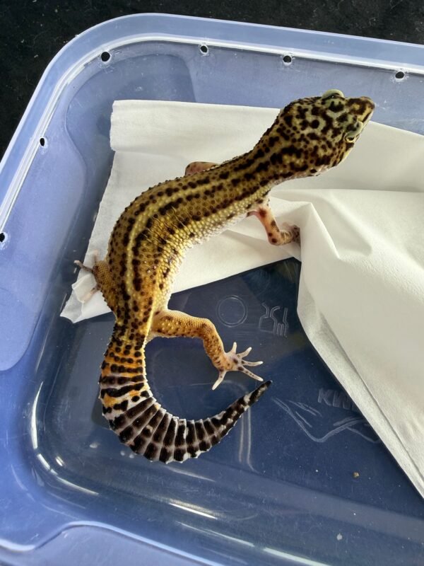 Tangerine Black Night het Tremper - Betina - B261231