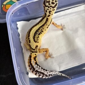 Tangerine Bold Stripe ph Tremper - Betina - R250442 - OVULASI