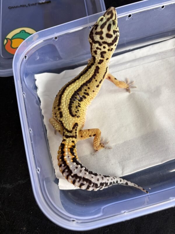 Tangerine Bold Stripe ph Tremper - Betina - R250442 - OVULASI